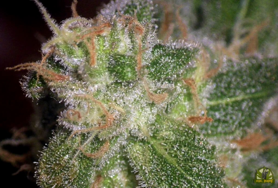 Sugar Haze Reg. - Seedsman