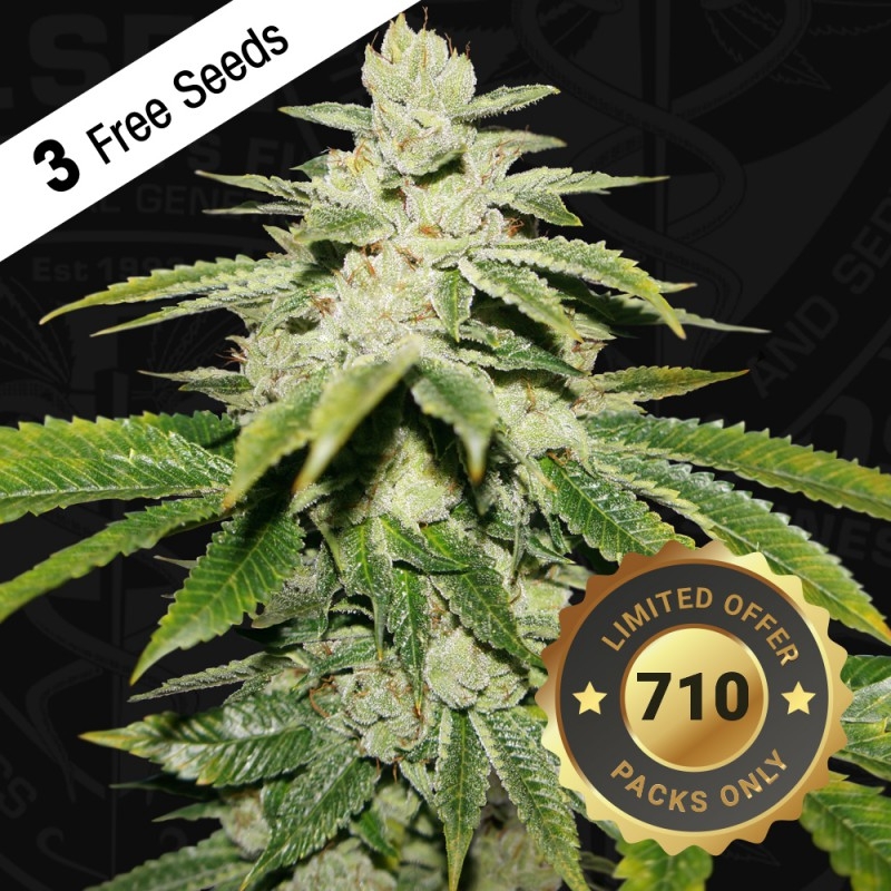 Water Melon Ultra 710 special pack - T.H. Seeds