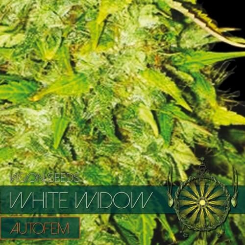 White Widow Auto - Vision Seeds