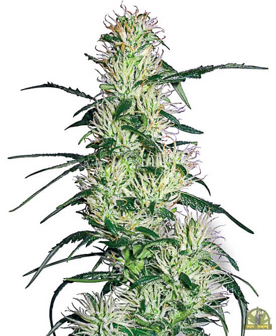 Purple Haze (White Label Seeds) - White Label Seeds