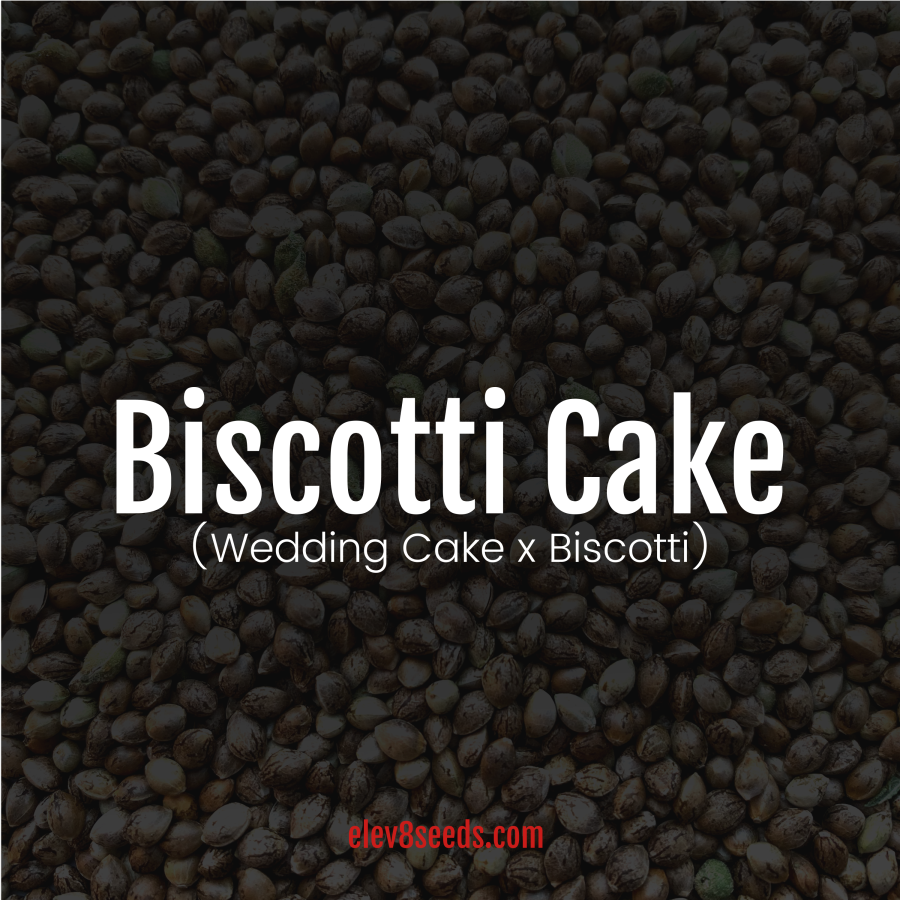 Biscotti Cake - Elev8 seeds