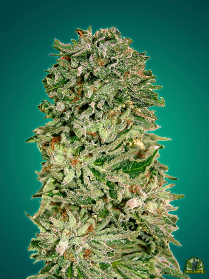 Shark Widow CBD - Advanced Seeds