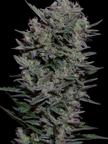 Don Gelato Auto - Don Avalanche Seeds