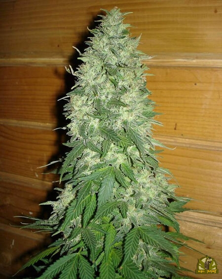 8 Miles High Reg. - Mandala Seeds