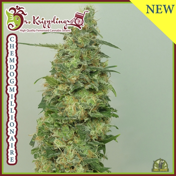 Chemdog Millionaire - Dr Krippling Seeds