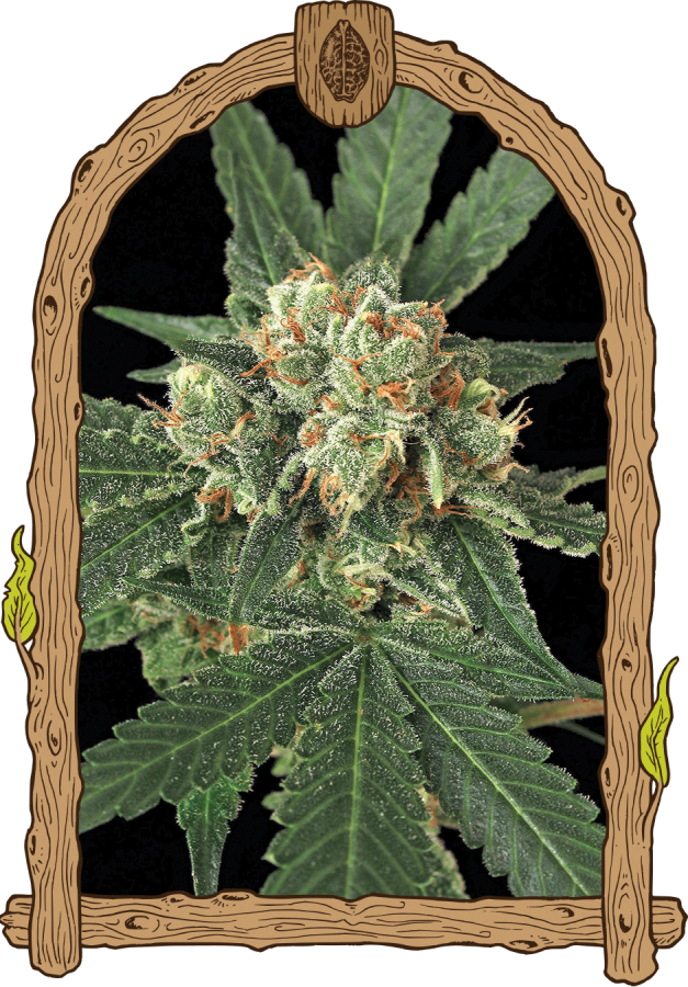 Blue Monkey - Exotic Seeds