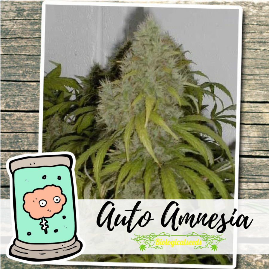 Auto Amnesia Haze - Biological Seeds