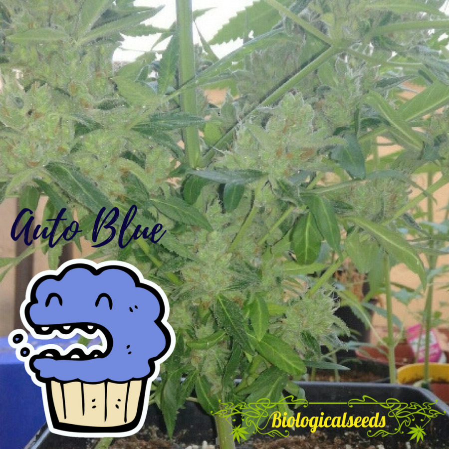 Auto Blue - Biological Seeds