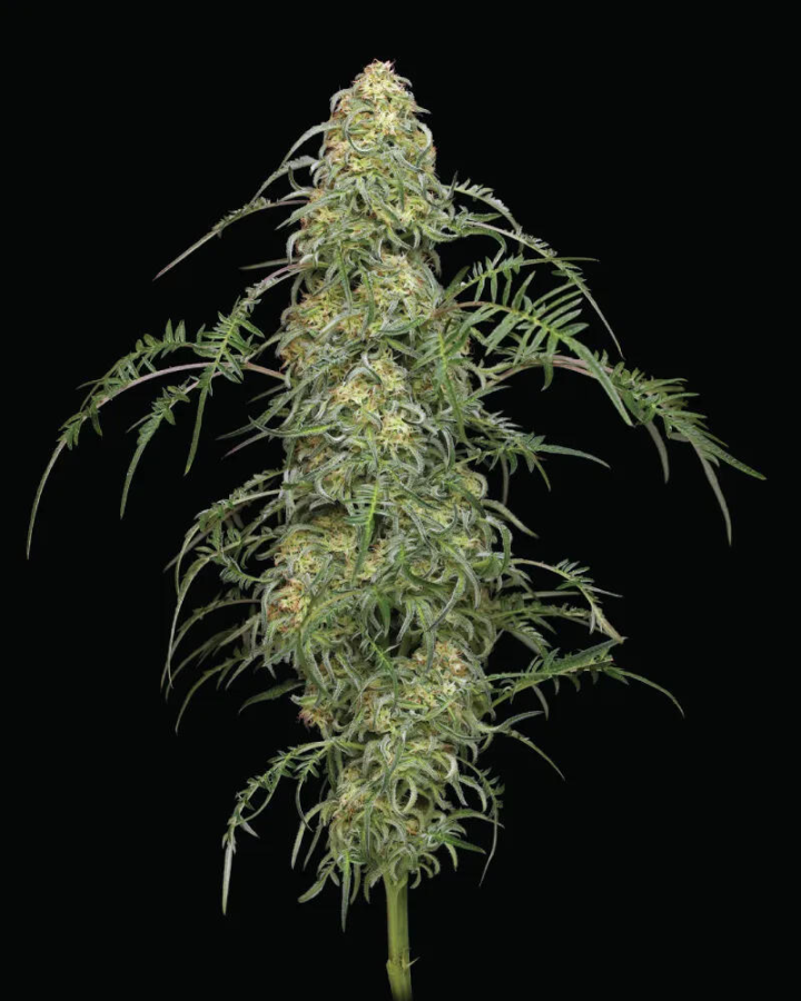 Freakshow regulär - Humboldt Seeds Company