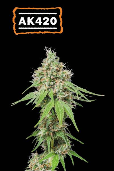 AK420 - Seedstockers