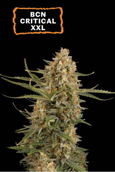 BCN Critical XXL - Seedstockers