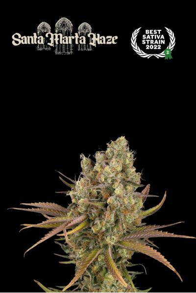 Santa Marta Haze Auto - Seedstockers