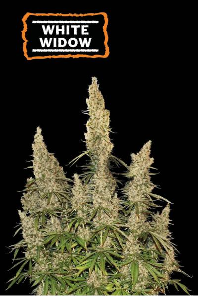 White Widow Auto - Seedstockers