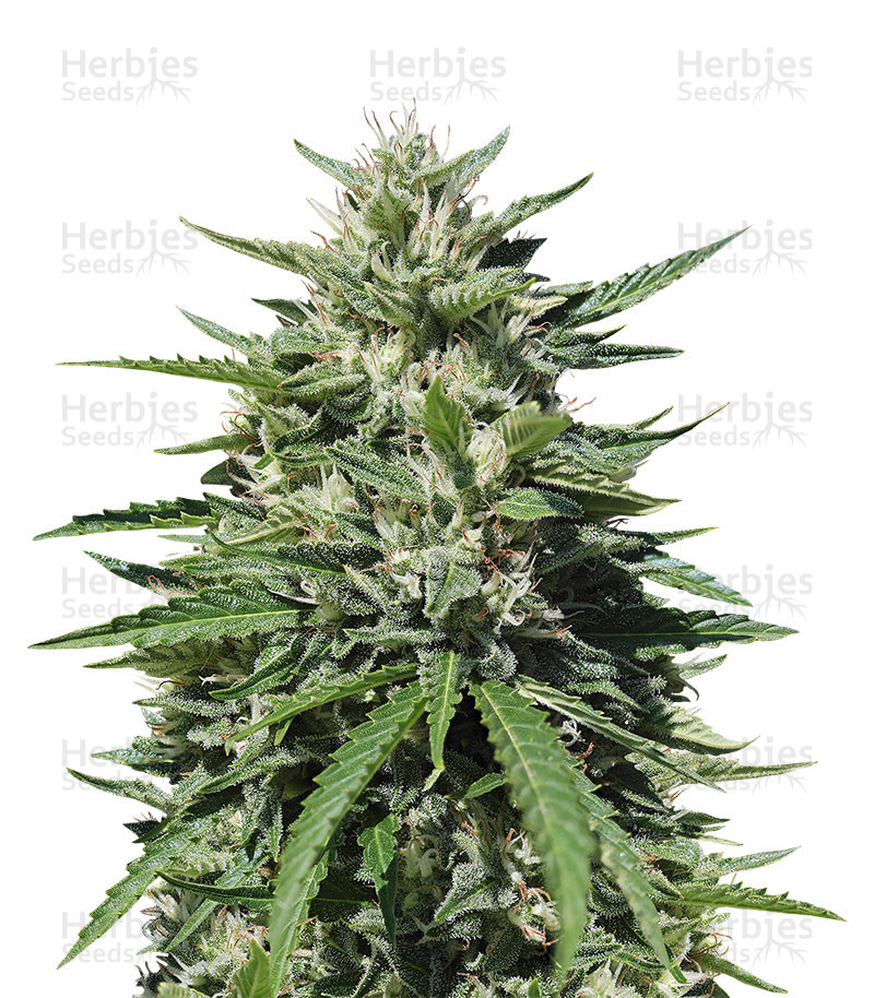 Royal Cookies Automatic (RQS) Cannabis-Samen