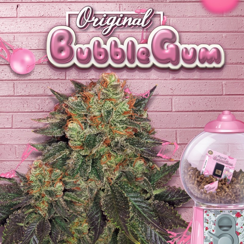 Bubblegum - T.H. Seeds