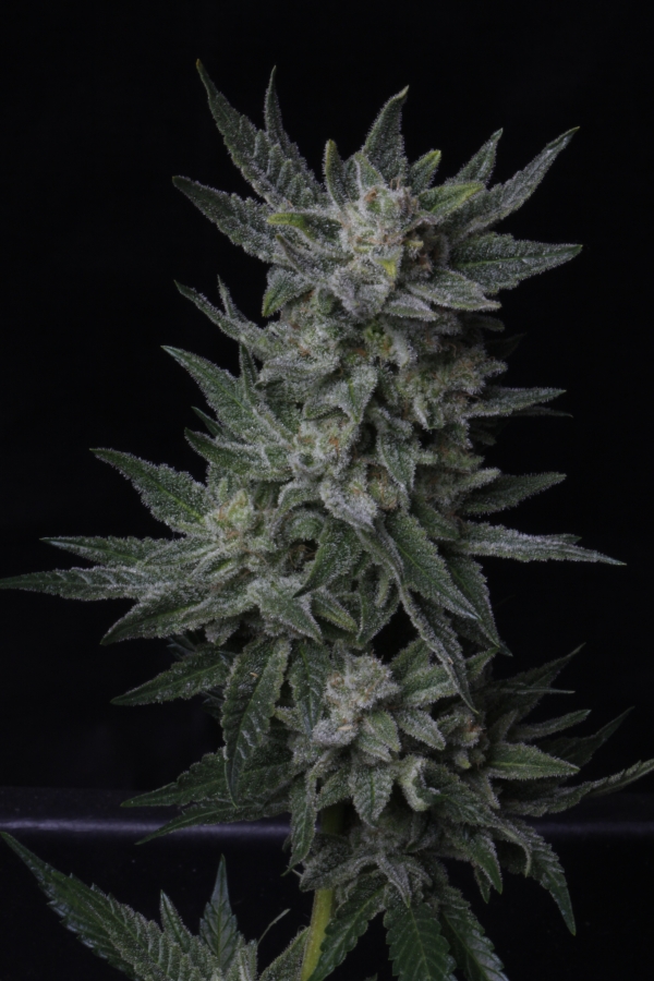 Auto Bubblegum - T.H. Seeds