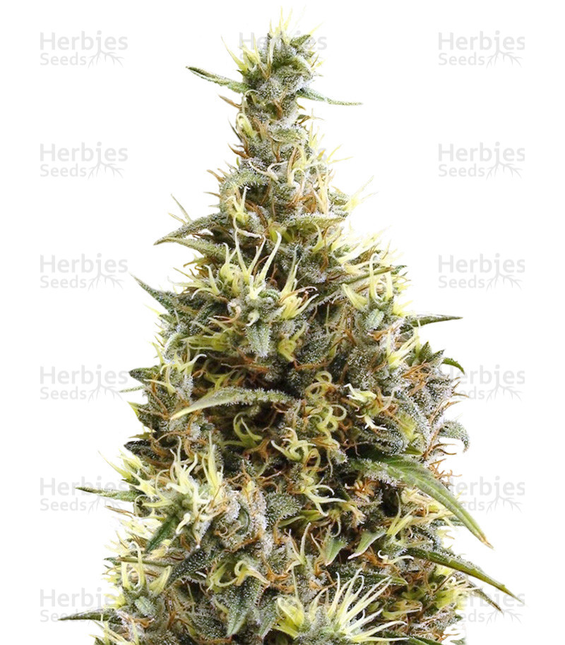 Panama regular (Ace Seeds) Cannabis-Samen