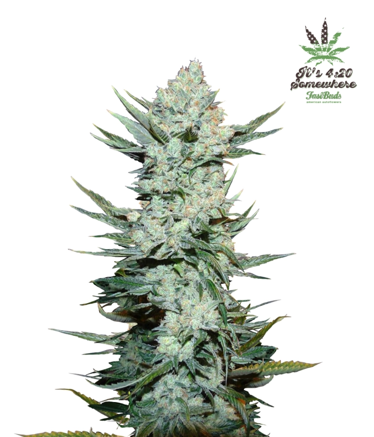 Tangie'Matic - FastBuds Seeds