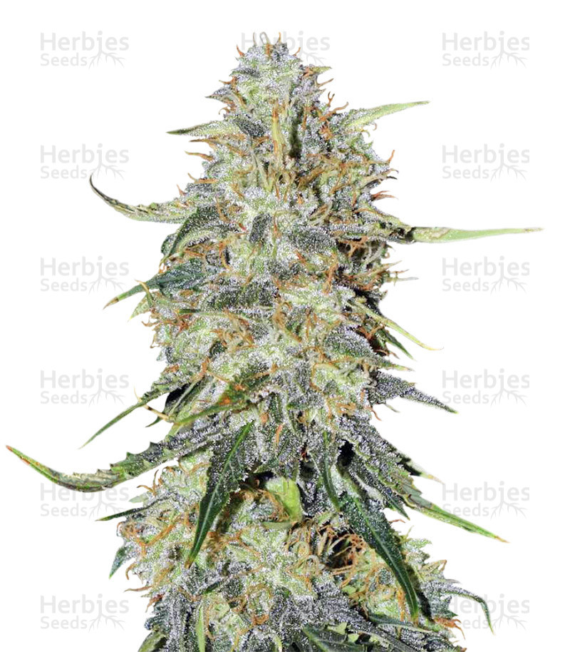 Northern Lights Autoflower feminisierte Samen (Seedstockers)