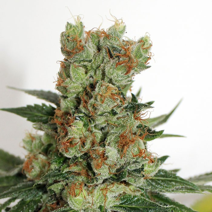 Fuel OG regulär - Ripper Seeds