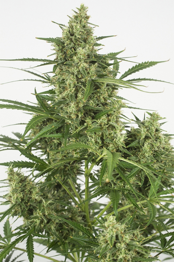 Critical + 2.0 Auto - Dinafem Seeds