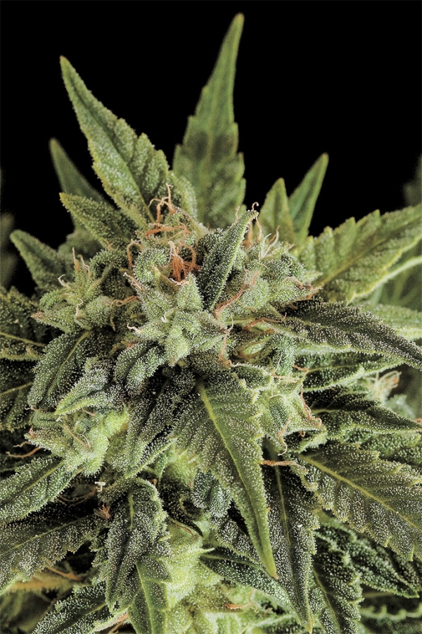 Fruit Auto - Dinafem Seeds