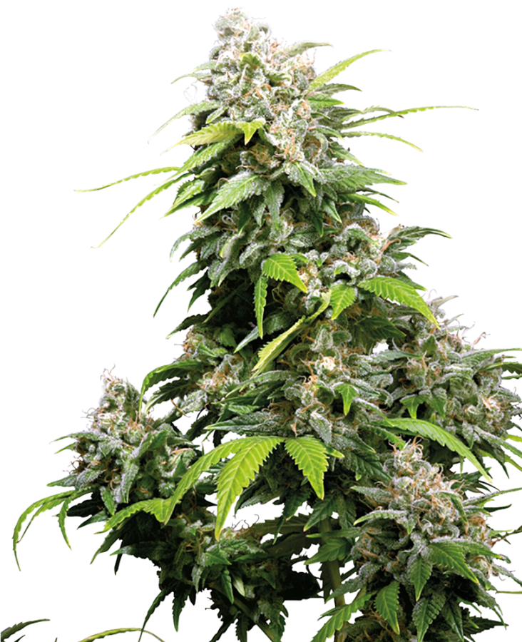 California Indica regulär - Sensi Seeds