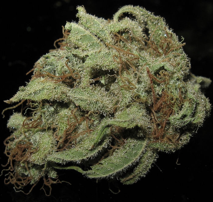 Train Wreck - Green House Seeds