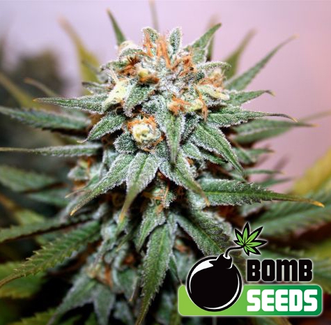 Hash Bomb regulär - Bomb Seeds