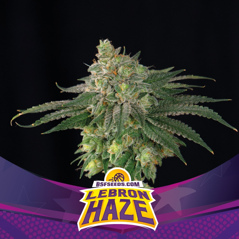 Lebron Haze - BSF Seeds