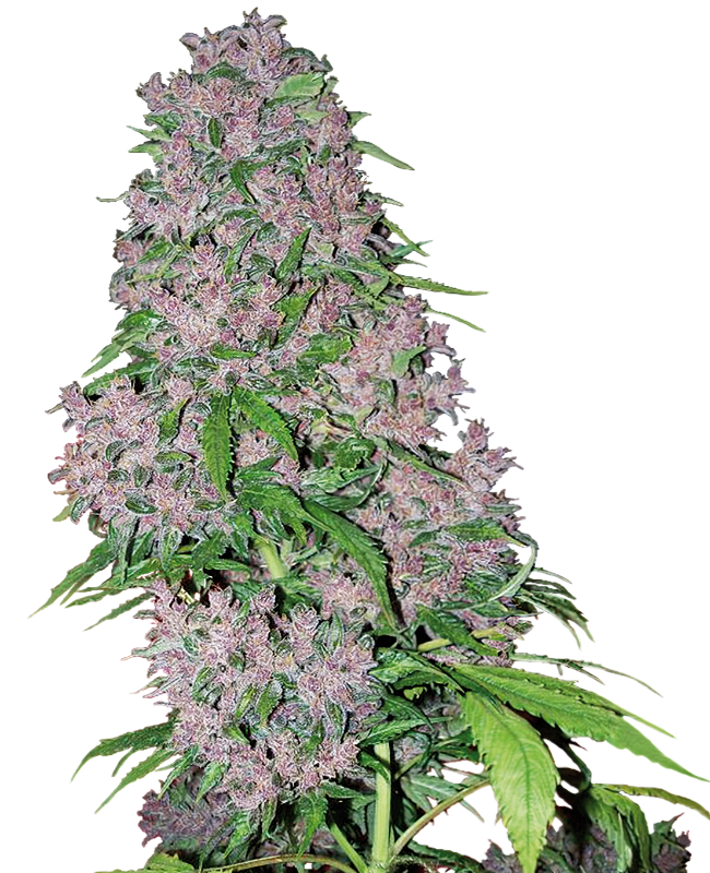 Purple Bud Feminisierte Hanfsamen von White Label, 1 Samen