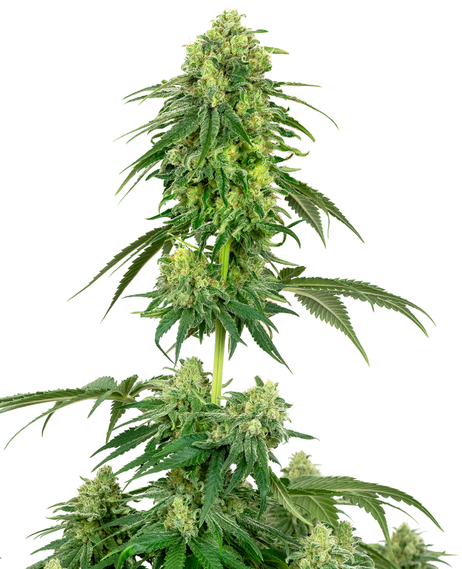 Strawberry Kush Feminisierte Hanfsamen von White Label, 3 Samen