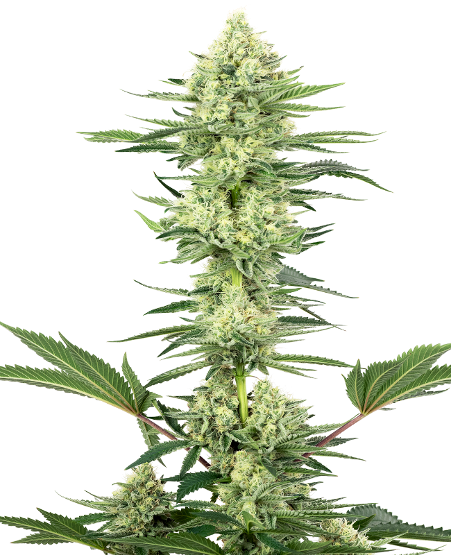 White Gorilla Haze Feminisierte Hanfsamen von White Label, 3 Samen