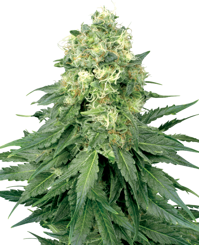 White Widow Reguläre Hanfsamen von White Label, 10 Samen