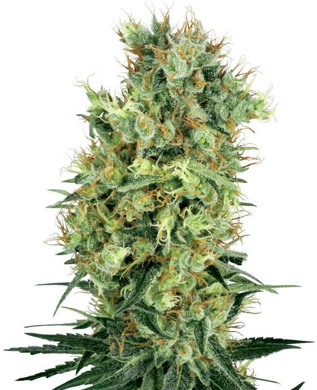 Cali Orange Bud Reguläre Hanfsamen von White Label, 10 Samen