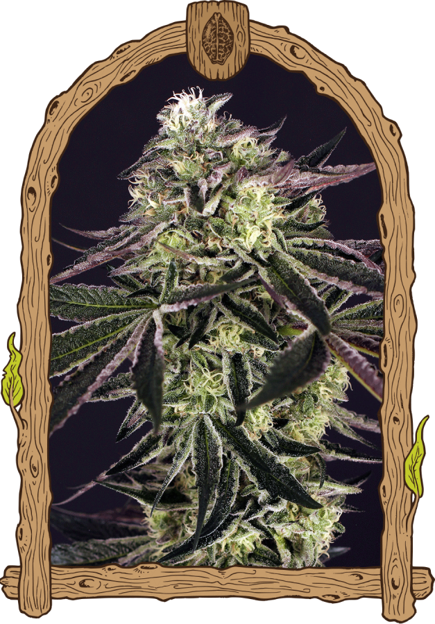 Purple Shot - Exotic Seeds