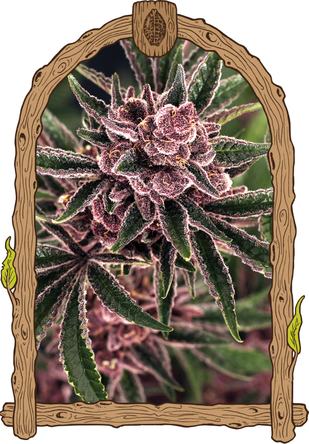 Tropical Fuel - Exotic Seeds