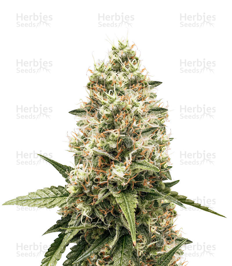 Critical Kush feminisierte Samen (Barney's Farm)