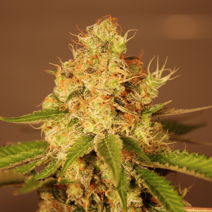 Auto Diesel - G13 Labs