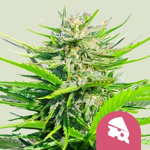 Royal Cheese (Fast Flowering)