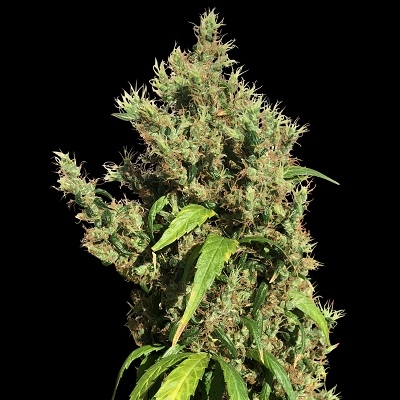 Purple Honduras Haze regulär - Ace Seeds