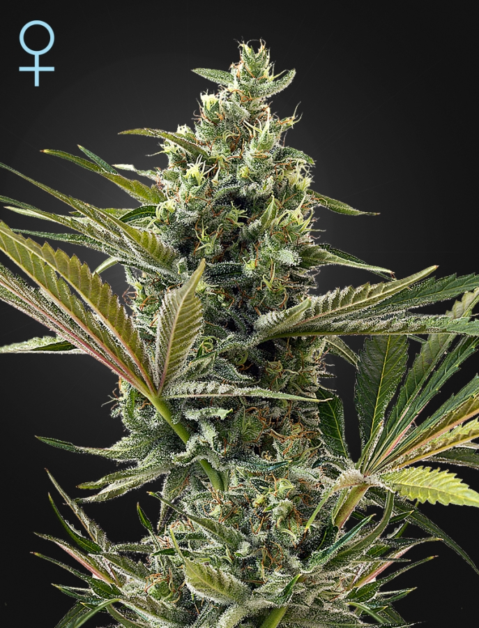 Super Lemon Haze Auto CBD - GreenHouse Seeds