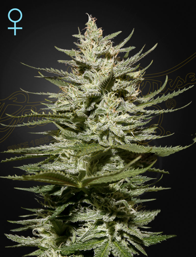 The Church CBD - GreenHouse Seeds