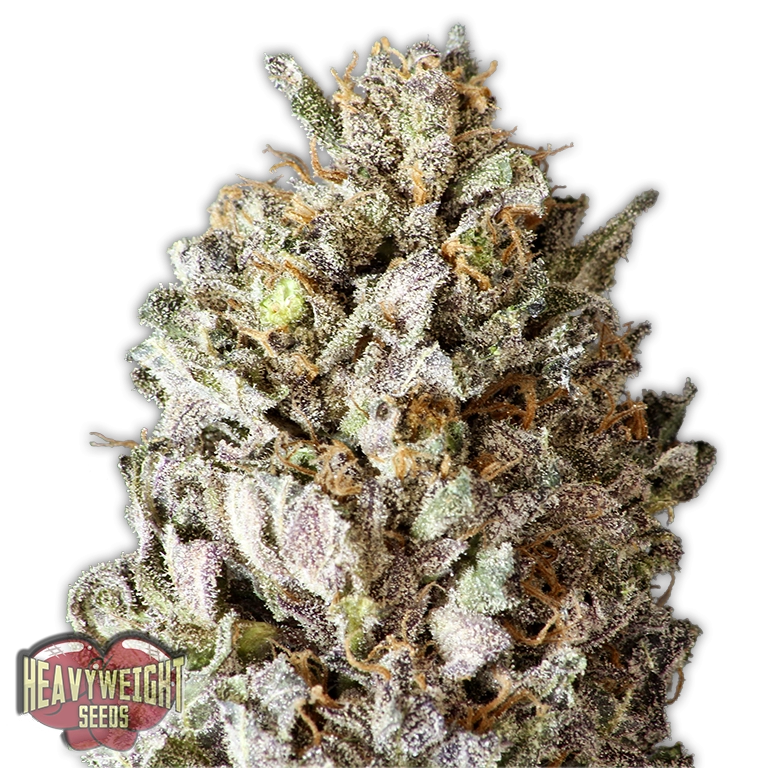 Diesel Drift - Heavyweight Seeds