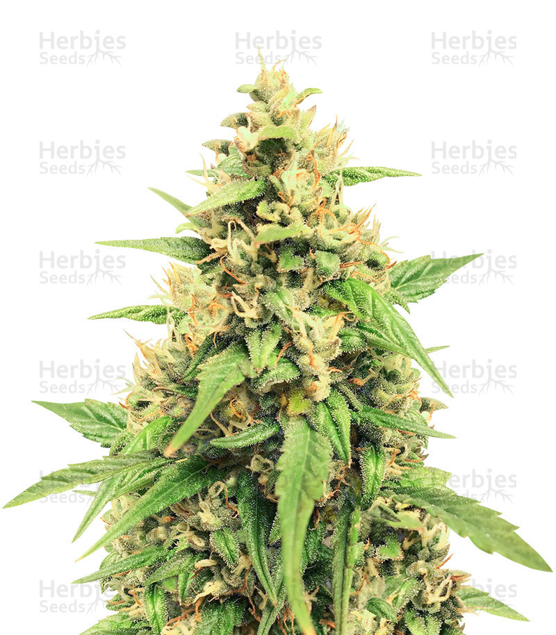 Jack 47 Auto (Sweet Seeds) Cannabis-Samen