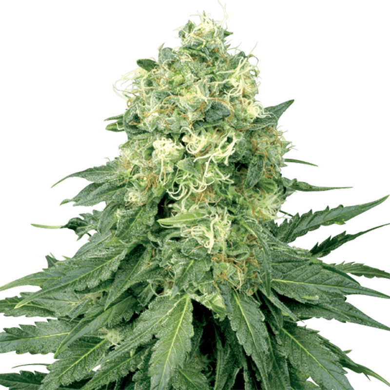 White Widow | Feminisiert