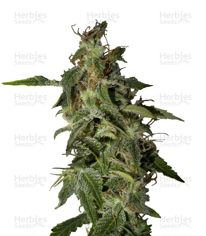 Afgooey (Strain Hunters) Cannabis-Samen