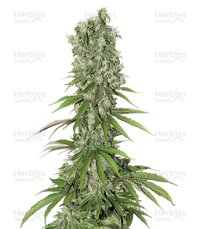 White Strawberry Skunk (Strain Hunters) Cannabis-Samen