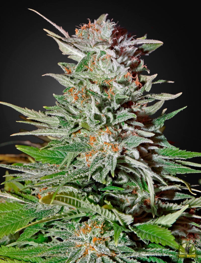 Super Lemon Haze Auto CBD - Green House Seeds