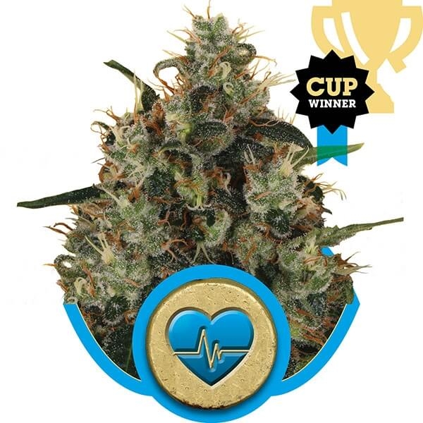 Medical Mass CBD - Royal Queen Seeds